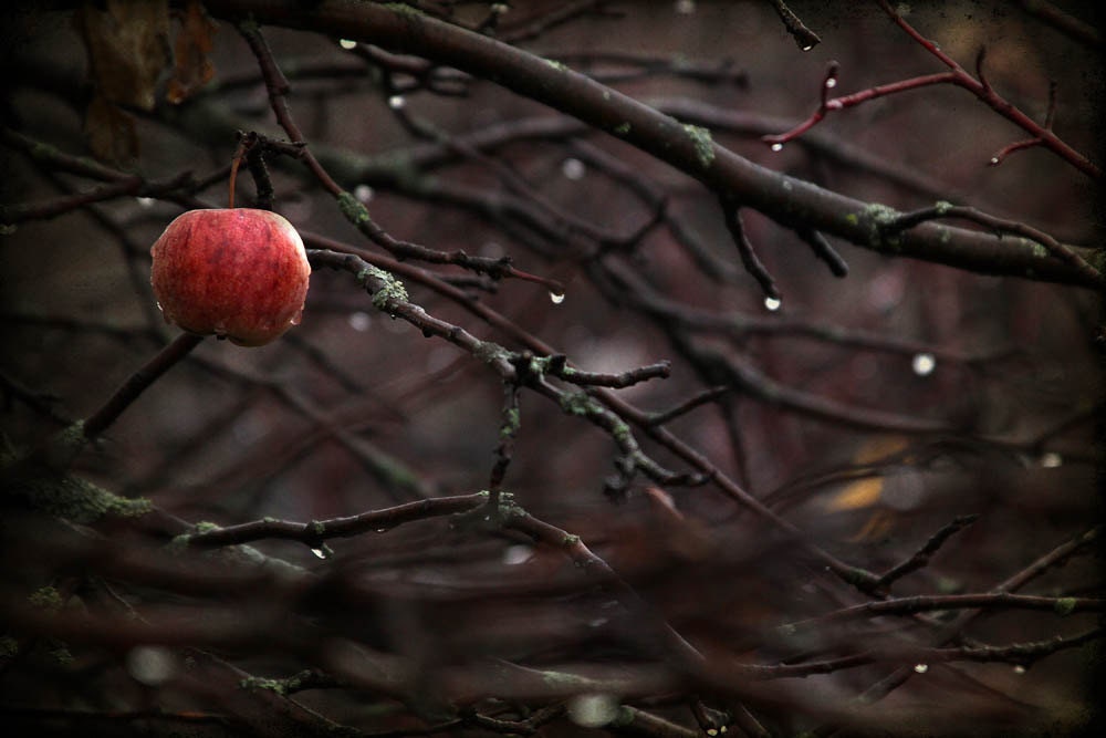 cards business photography etsy fine Autumn photography oxblood red nature woods art apple