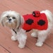 Halloween Dog Costume LADYBUG RIDES sweater with removable Ladybug - 2 to 20 lb dogs
