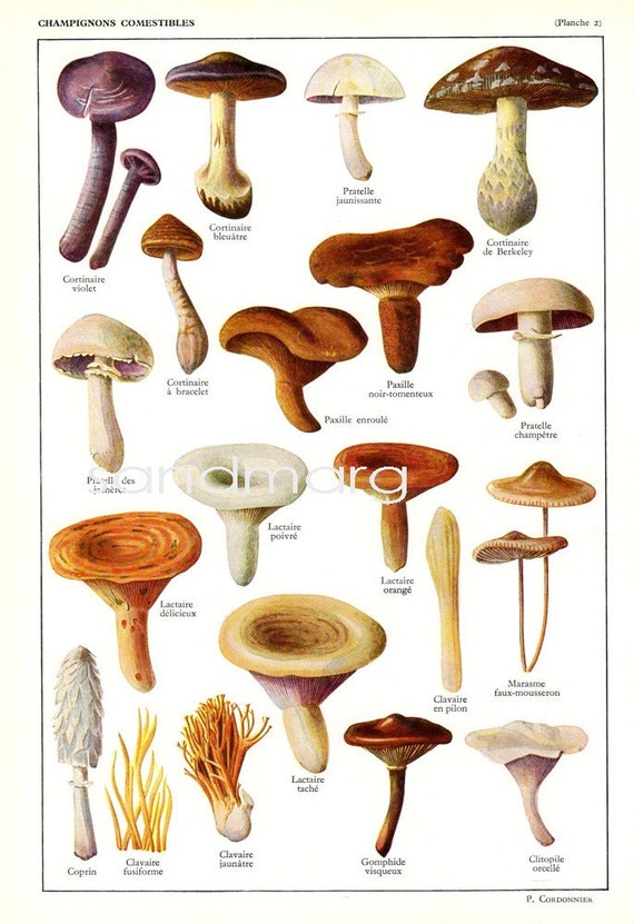Vintage French Edible Mushrooms Natural History Plate