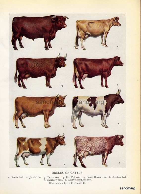 Breeds of Cattle by C F Tunnicliffe Original Vintage