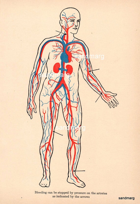 Arteries and Veins Pressure Points First Aid Medical Man