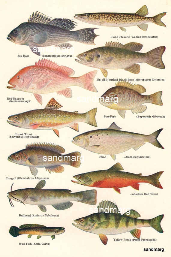 North American Food and Game Fish Chart 1918 Perch Trout Bass