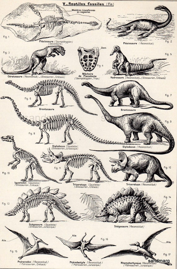 Vintage French Chart Dinosaurs Zoology Black and White Print