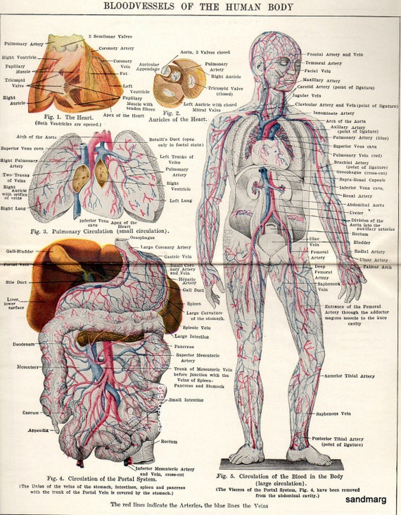Vintage 1916 Chart of Blood Vessels of the Human Body