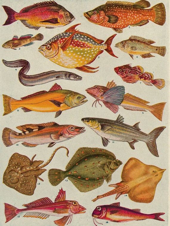 Vintage Fish of the North Atlantic Double Sided Lithograph