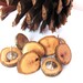 Thumb Tacks Push Pins Oak Wood Tree Branch - set of 8 by Hendywood
