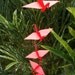 5 Dangling Cranes - red