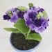 Dollhouse Miniature Clay Violet Hydrangea Flower Flora Tree Plant Ceramic Pot