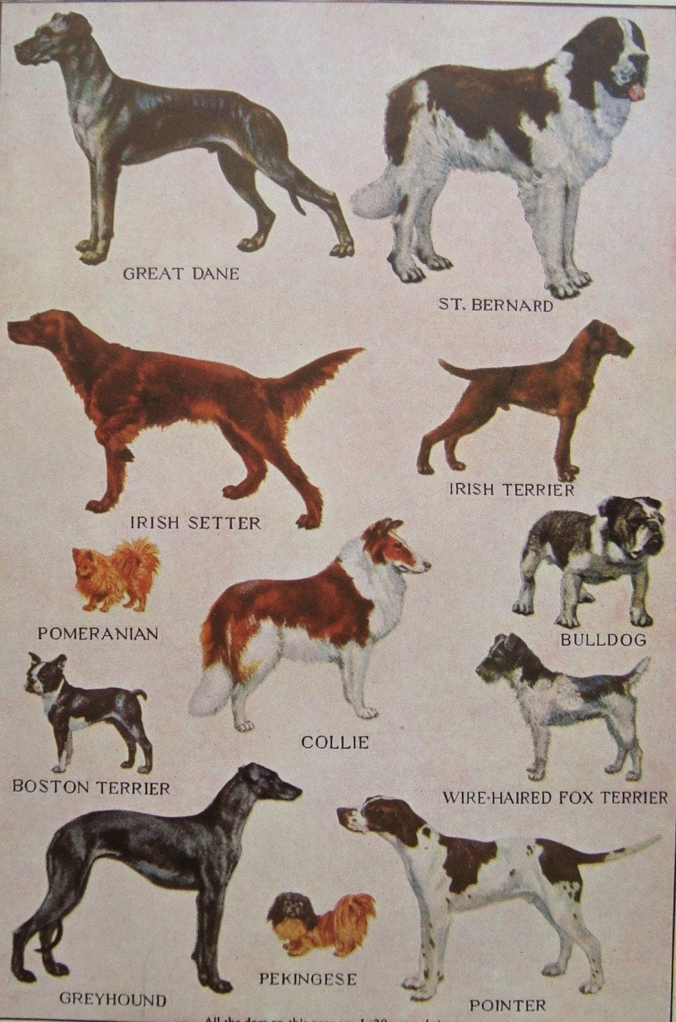 Dog Breeds Vintage Original Book Plate Number 630 by iowajewel