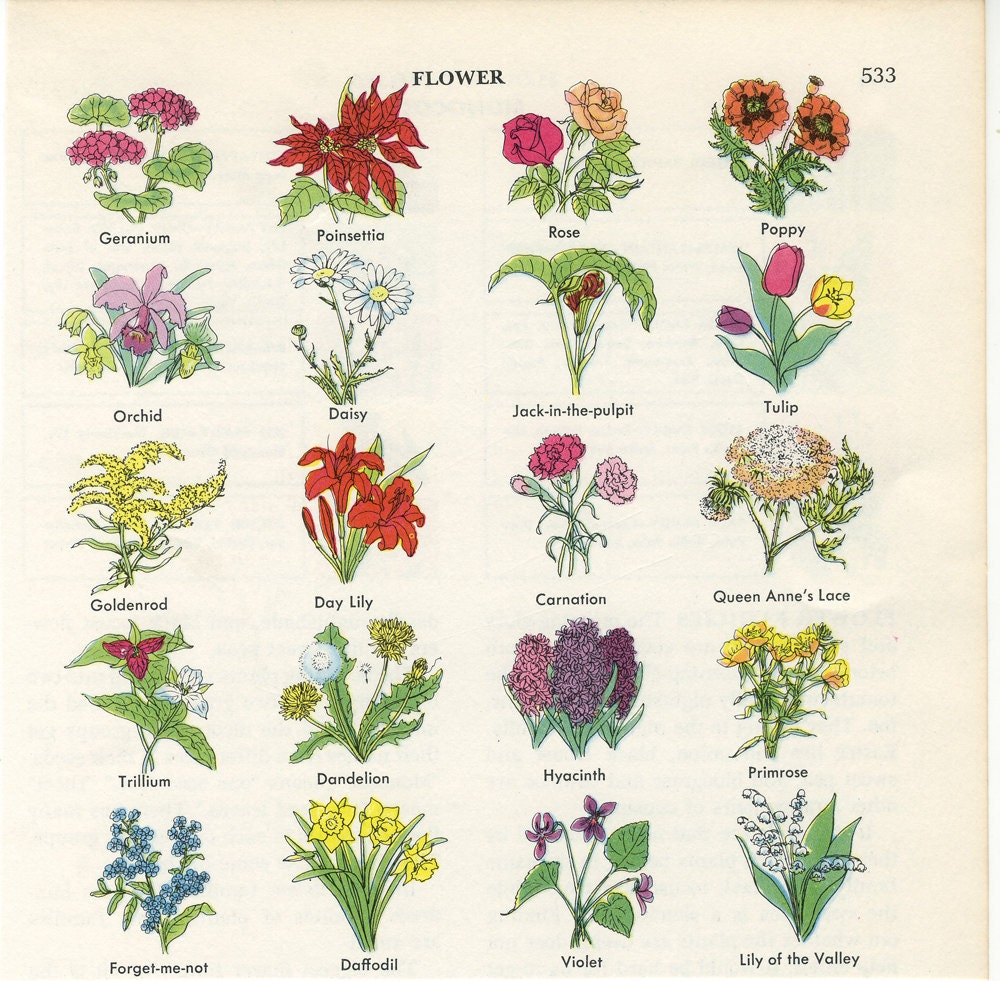 Vintage Encyclopedia Illustration Flowers by thevintagemode