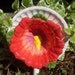 Reserved for Juliavb. Do not buy unless you are her. -Red Hibiscus