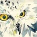 Owl Stare - Watercolor and Ink Painting of an Owl's Face - Original Art by Jen Tracy