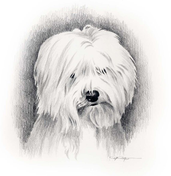 Download COTON DE TULEAR Dog Art Print Signed by Artist D J Rogers