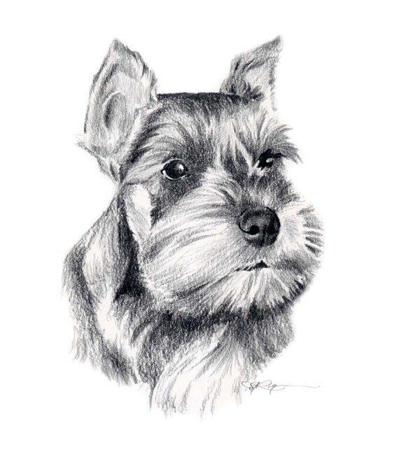 MINIATURE SCHNAUZER Dog Pencil Drawing Art Print by k9artgallery