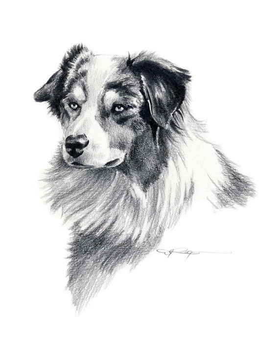 AUSTRALIAN SHEPHERD Dog Art Print Signed by Artist DJ Rogers