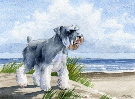 MINIATURE SCHNAUZER Art Print Watercolor Signed D J Rogers