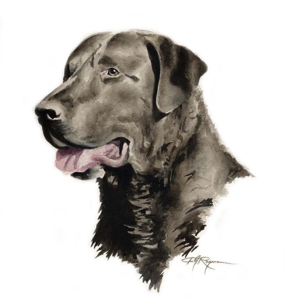 Chesapeake Bay Retriever Art Print by Watercolor Artist DJ
