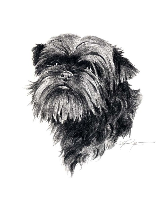 AFFENPINSCHER dog art print signed DJ Rogers