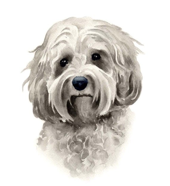 Cockapoo Art Print by Watercolor Artist DJ Rogers