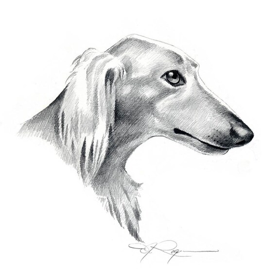 SALUKI Dog Pencil Drawing ART Print Signed by Artist DJ Rogers