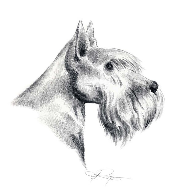 SCOTTISH TERRIER Dog Pencil Drawing Art Print by k9artgallery