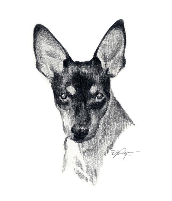 Toy Fox Terrier Pencil Drawing Art Print Signed by Artist DJ