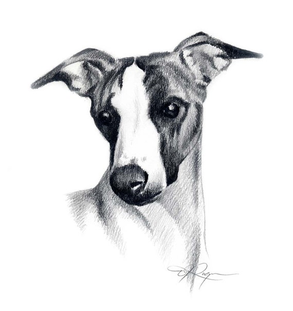 WHIPPET Dog Pencil Drawing ART Print Signed by Artist DJ