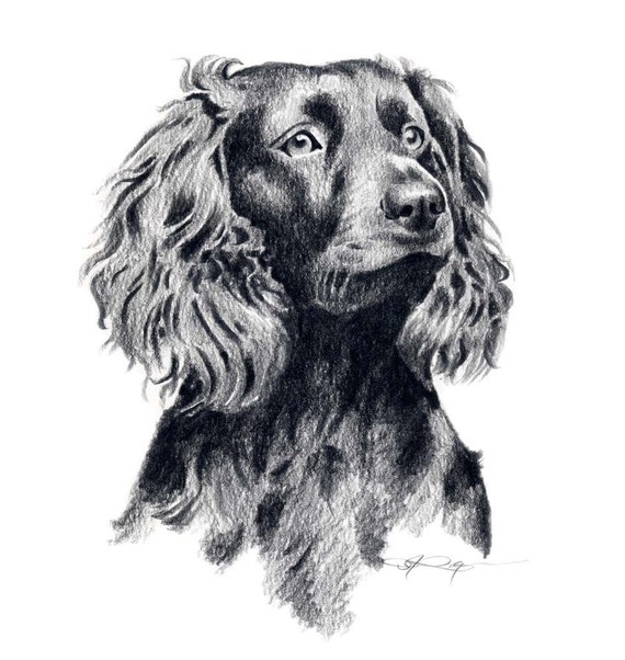 BOYKIN SPANIEL Art Print Signed by Artist DJ Rogers