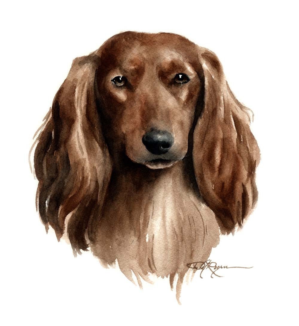 dachshund long hair coloring pages - photo #27