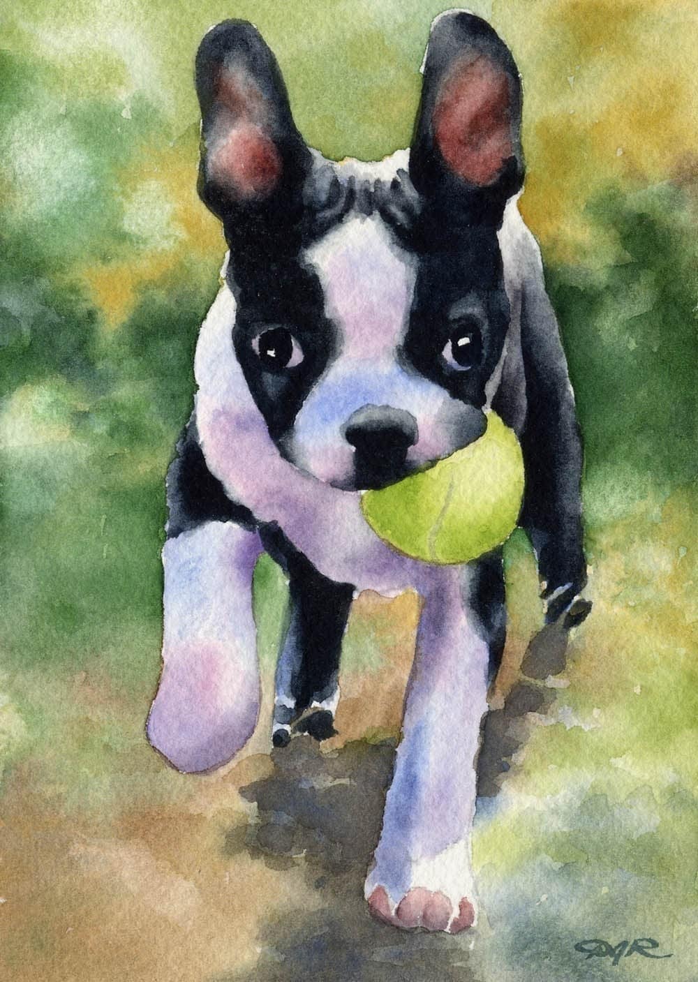 BOSTON TERRIER PUPPY Art Print Signed by Artist D J Rogers