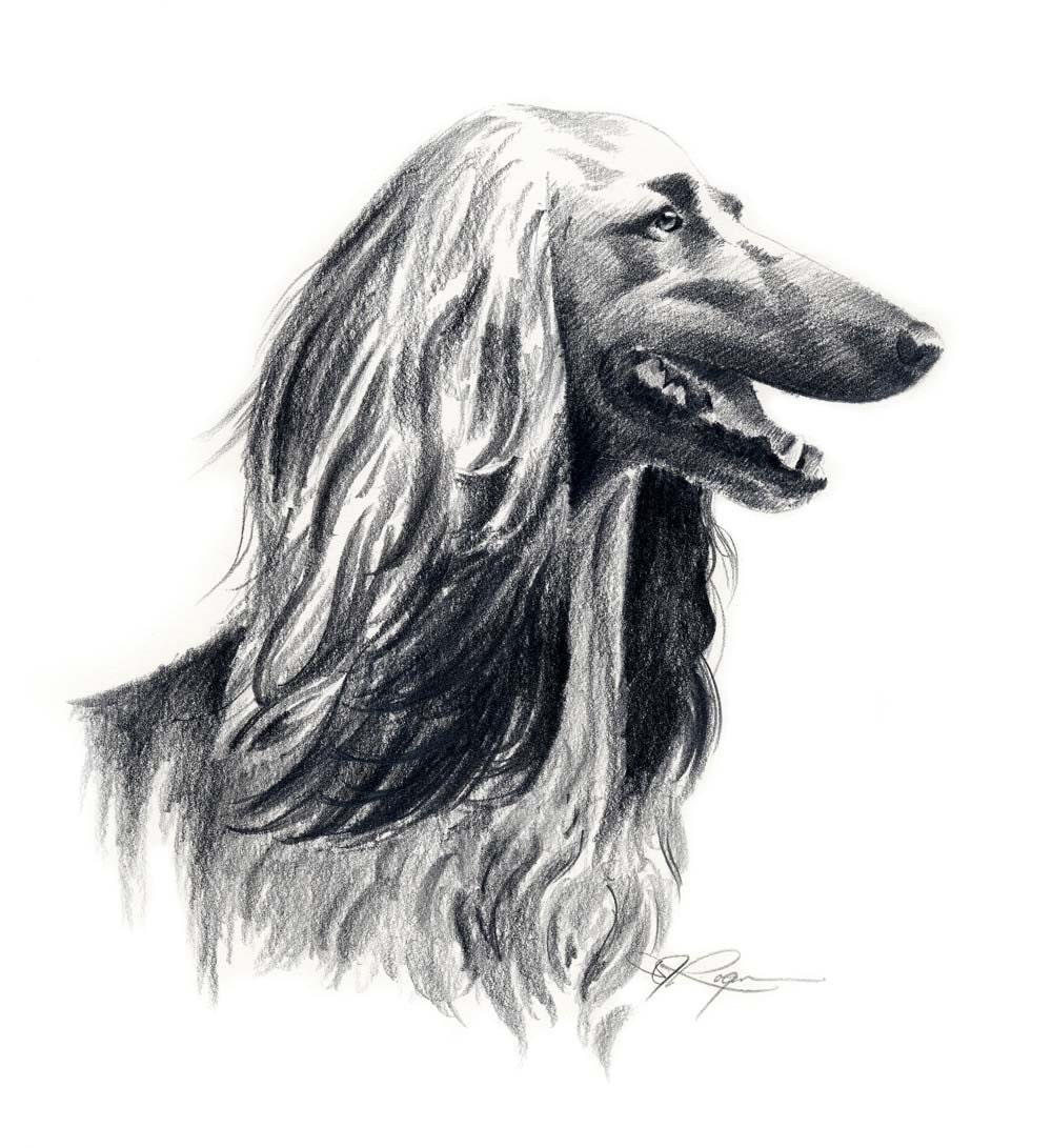 AFGHAN HOUND Drawing Art Print Signed by Artist DJ Rogers
