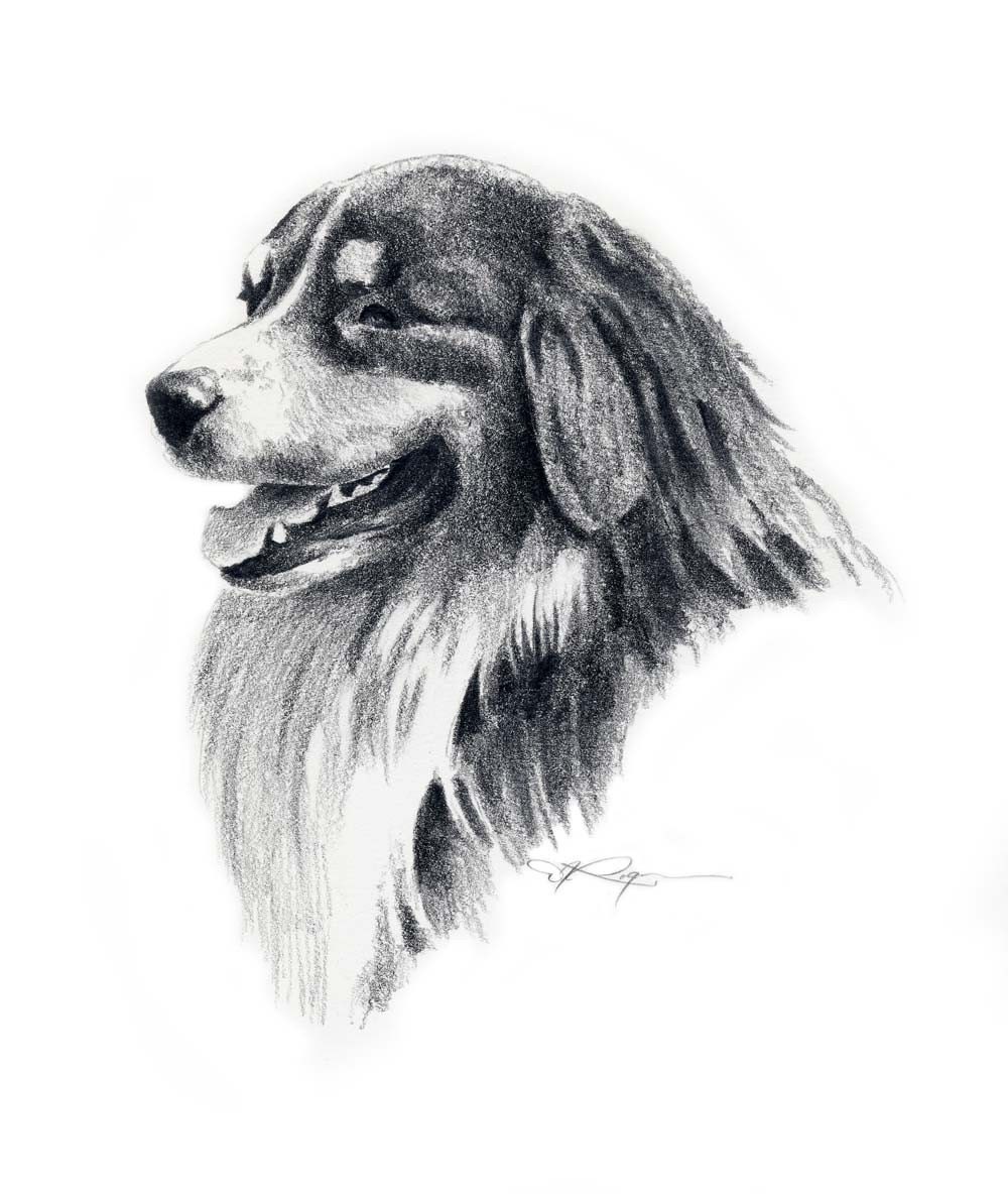 AUSTRALIAN SHEPHERD Dog Art Print Signed by Artist DJ Rogers