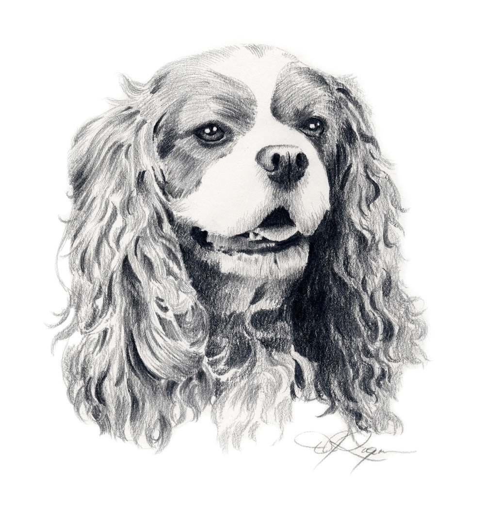 CAVALIER KING CHARLES Spaniel Dog Art Print Signed by Artist D