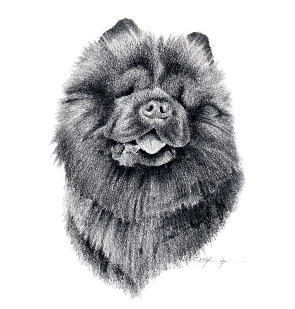 drawing chow CHOW Art Artist by DJ Rogers Dog Print CHOW Signed