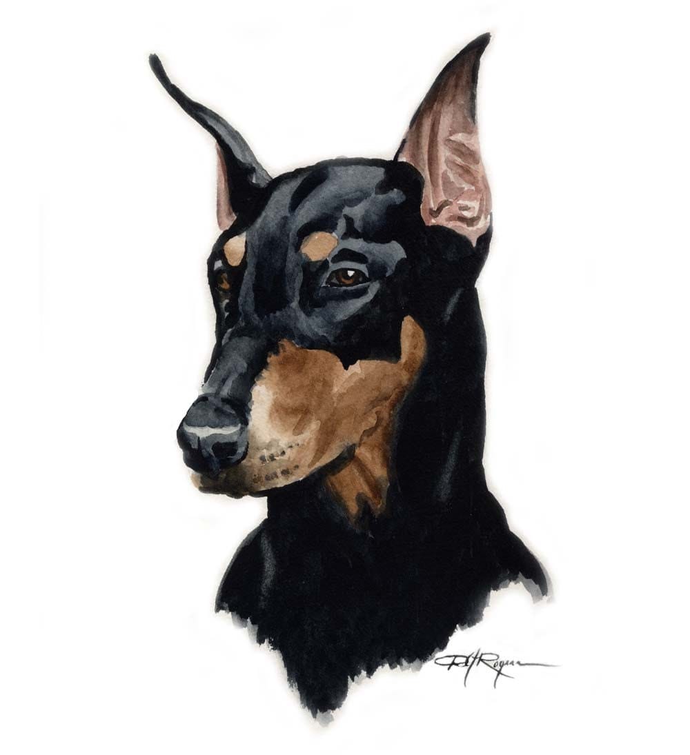 how to a doberman puppy doberman pinscher print signed by artist dj rogers how to a doberman puppy doberman pinscher print signed by artist dj rogers