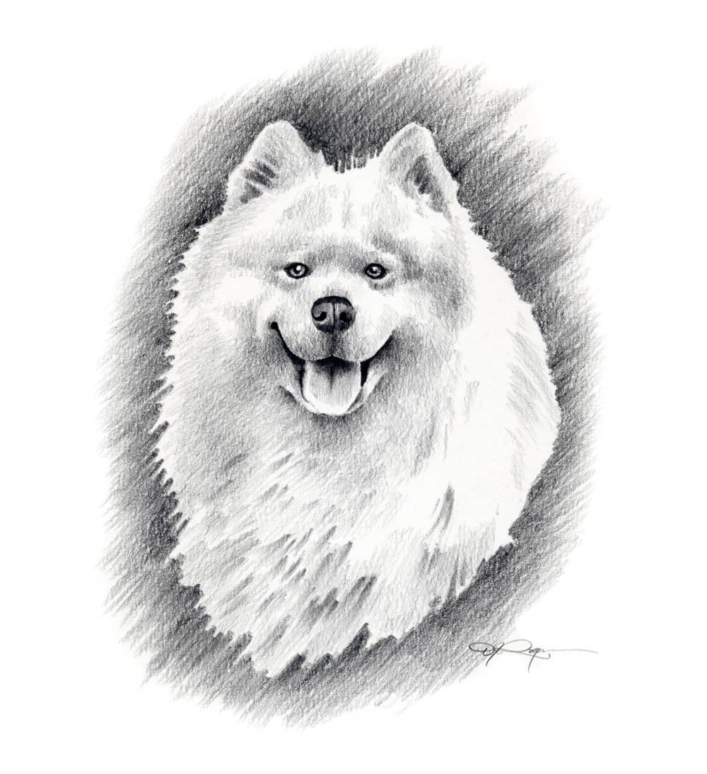 SAMOYED Dog Pencil Drawing ART Print Signed by Artist DJ