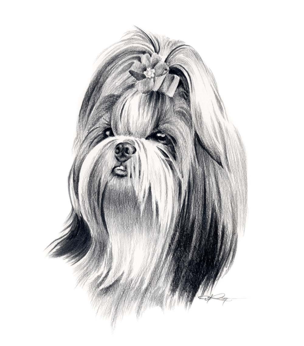 shih tzu drawing shih tzu pencil drawing print signed by artist dj shih tzu drawing shih tzu pencil drawing print signed by artist dj