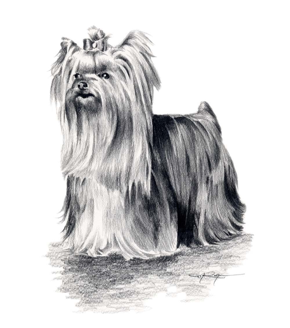 terrier pencil drawing yorkshire Dog YORKSHIRE TERRIER by Print Drawing Signed Pencil Art