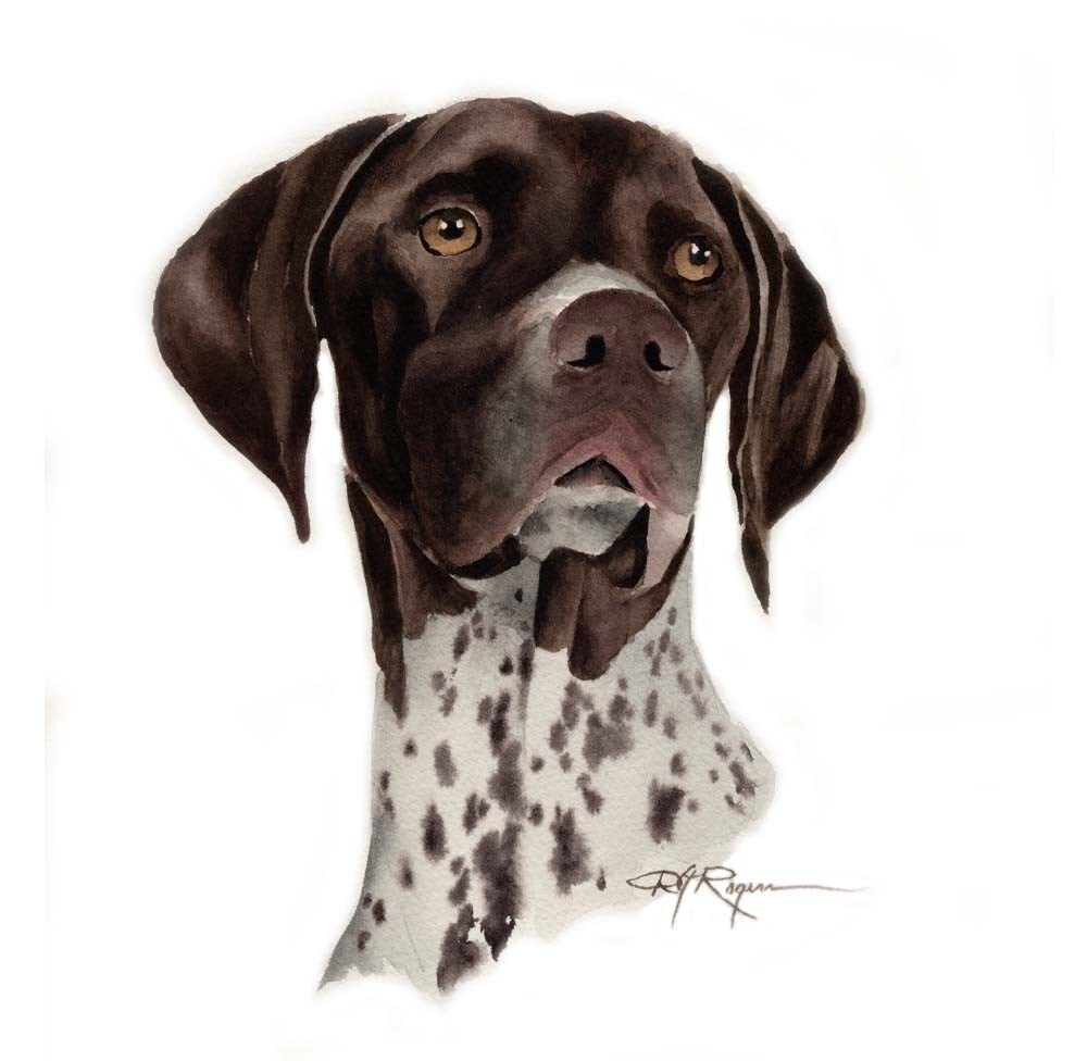 GERMAN SHORT HAIRED Pointer Dog Art Print Signed by Artist D J