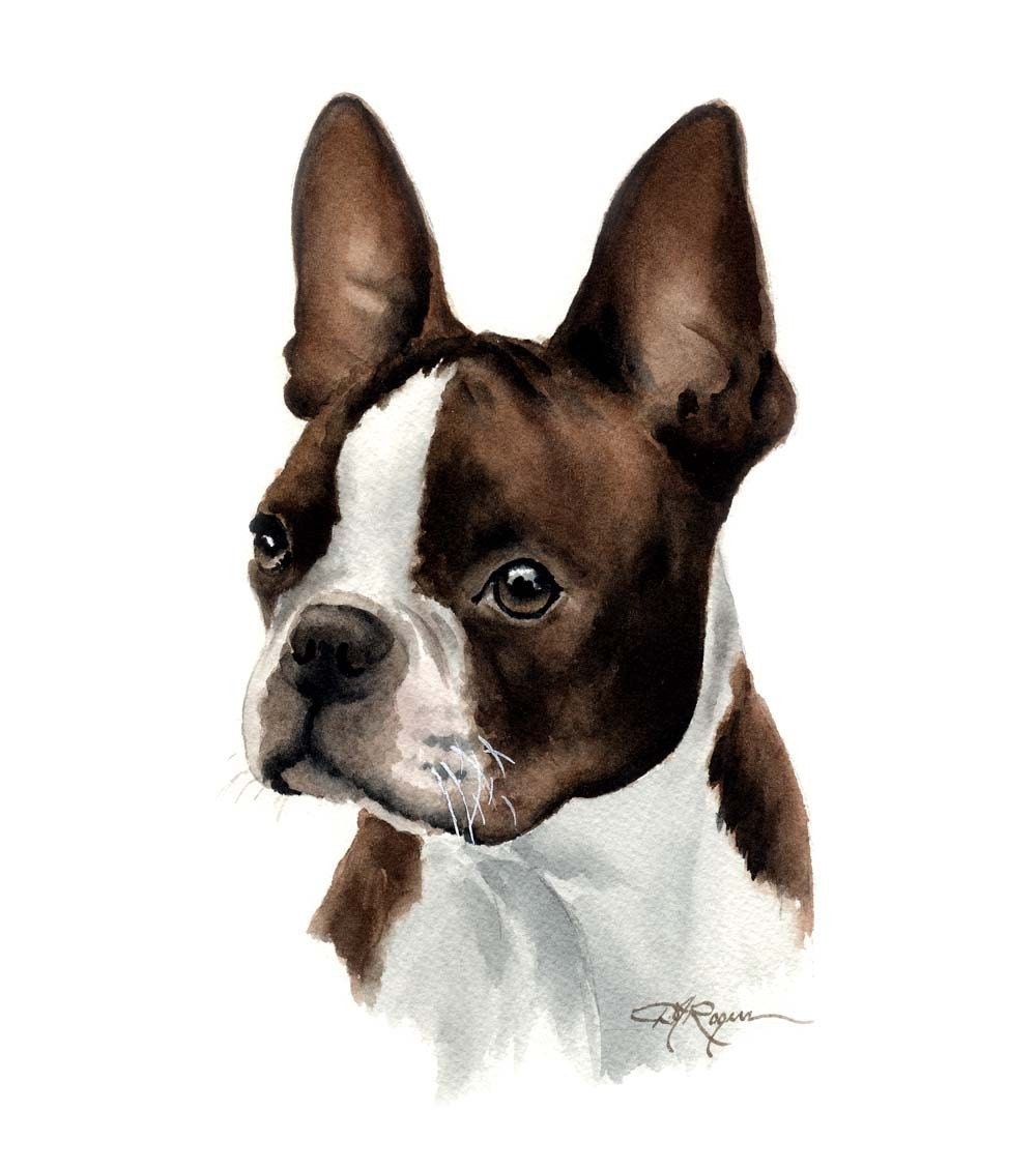 BOSTON TERRIER Dog Art Print Signed by Artist DJ Rogers