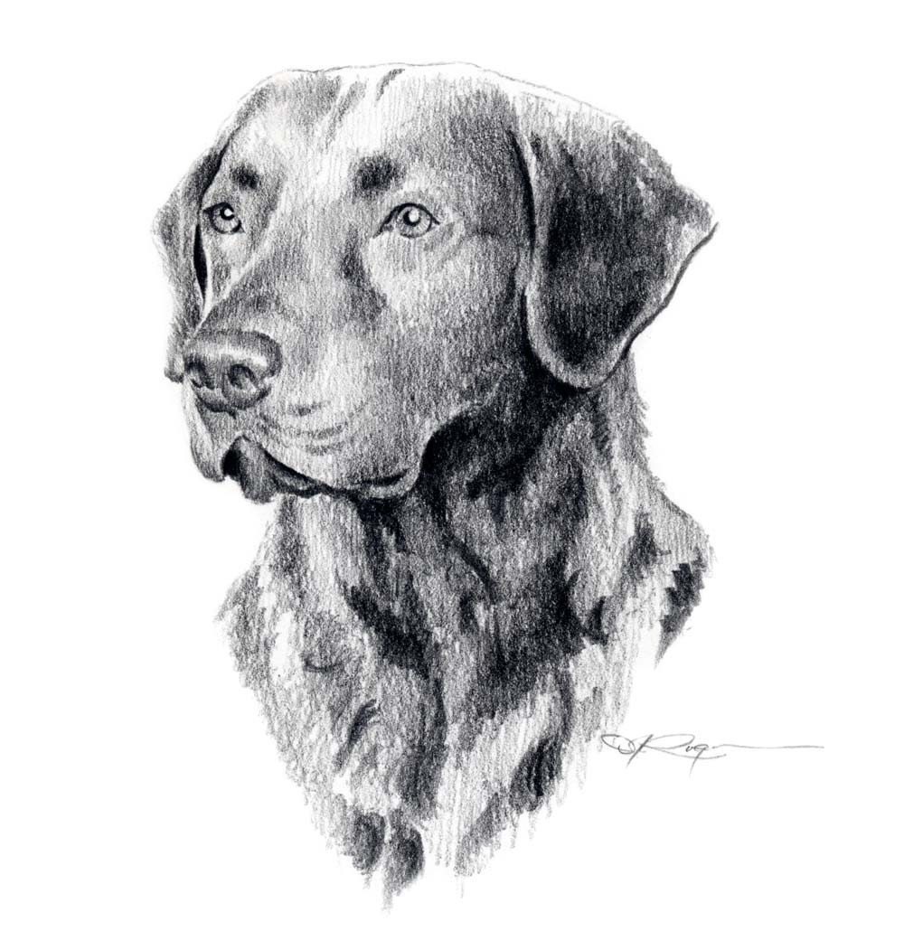 Download CHESAPEAKE BAY RETRIEVER Dog Art Print Signed by Artist D J