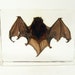 LOVED TO DEATH Taxidermy Gothic Fruit Bat Specimen In Lucite