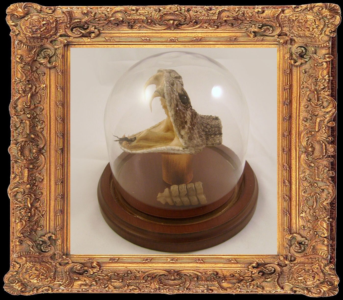 LOVED TO DEATH Genuine Taxidermy Rattlesnake Head and Rattle