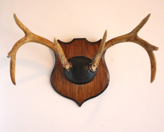 Vintage deer antlers mounted on a solid wood by highstreetmarket