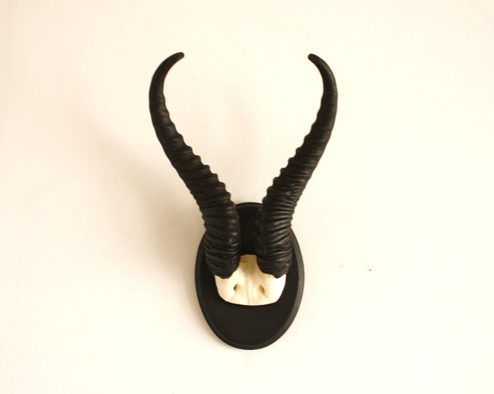 Authentic Gazelle horns mounted on handmade wooden plaque