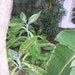 Kalanchoe gastonis-bonnieri- Donkeys Ears - 2 plant babies
