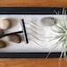 Tillandsia - Zen Garden with Tillandsia