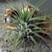 Tillandsia Ionatha Air Plant - One plant