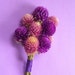 Dried Globe Amaranth Wedding Boutonniere
