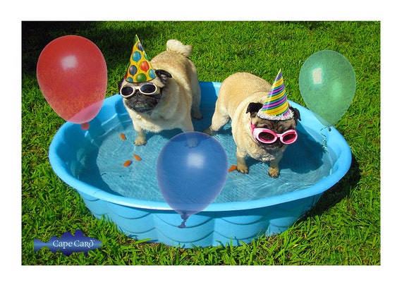 Pug Pool Party Birthday Card